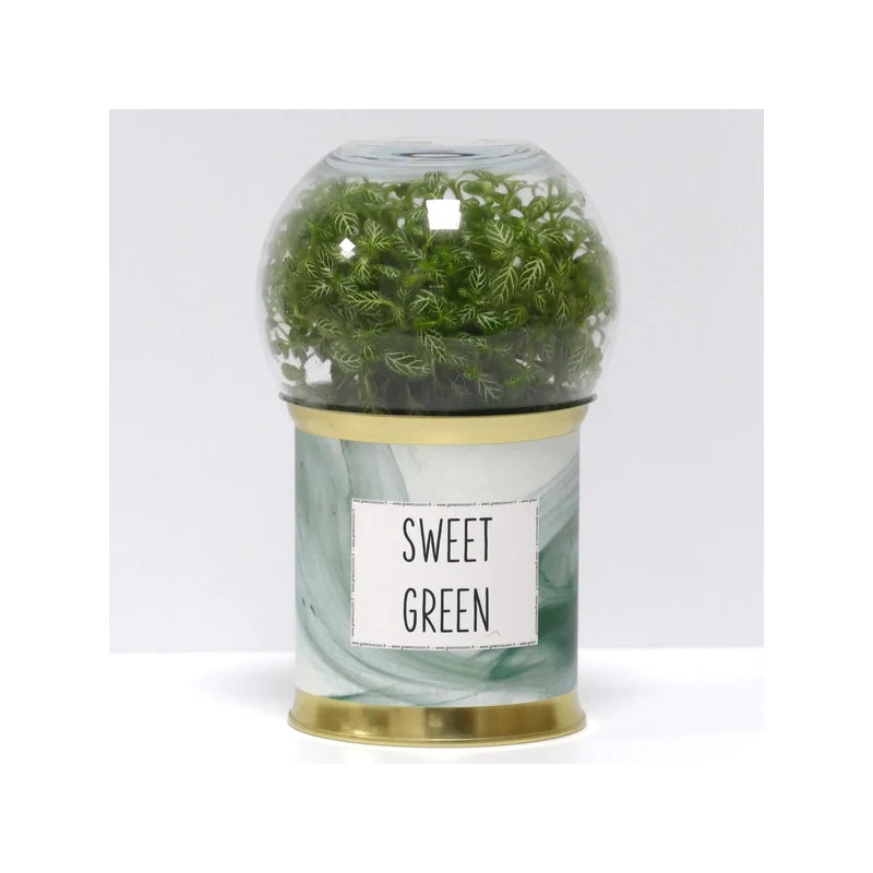 Terrarium Sweet green