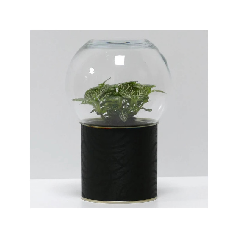 Terrarium déco motifs noirs