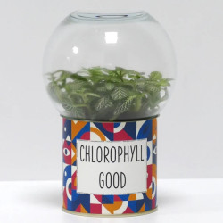 Terrarium déco Chlorophyll good