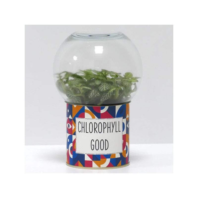 Terrarium déco Chlorophyll good