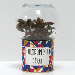 Terrarium déco Chlorophyll good