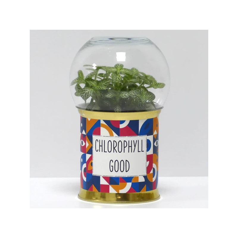 Terrarium déco Chlorophyll good