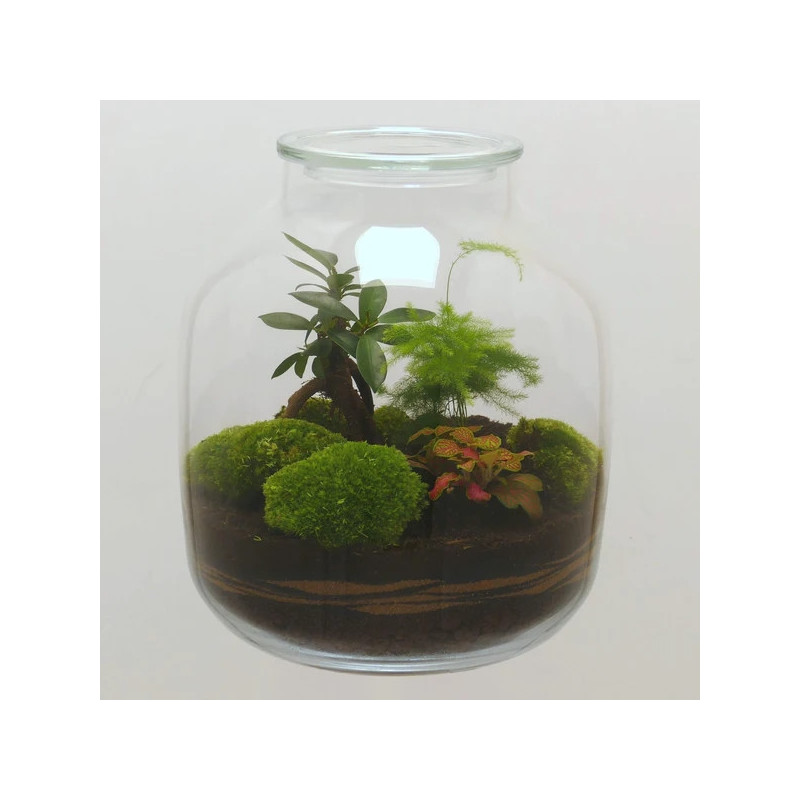 Terrarium déco vase bonbonne XL