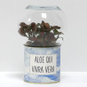 Terrarium déco Aloe qui vivra vera