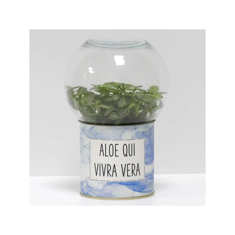 Terrarium déco Aloe qui vivra vera