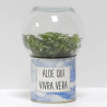 Terrarium déco Aloe qui vivra vera