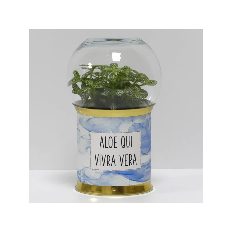 Terrarium déco Aloe qui vivra vera