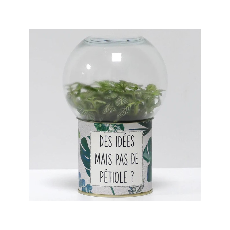 Terrarium déco Des idées mais pas de pétiole