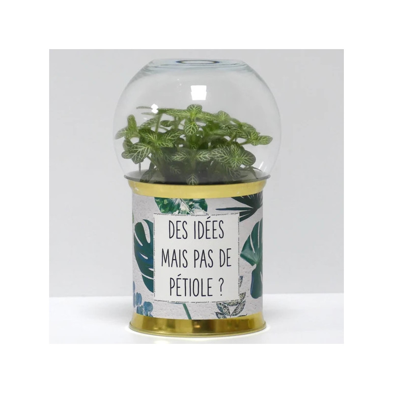 Terrarium déco Des idées mais pas de pétiole