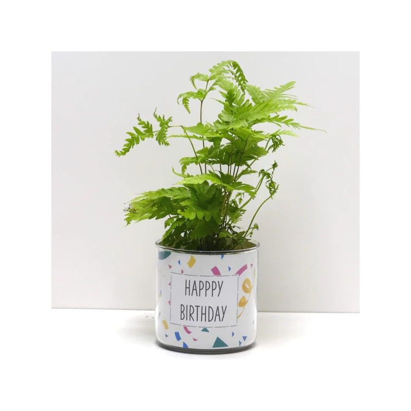 Pot déco Happy birthday et sa plante