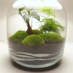 Lampe terrarium vase bonbonne XL