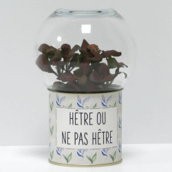 Terrarium déco Hêtre ou ne pas hêtre