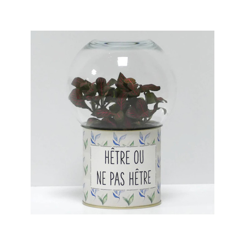 Terrarium déco Hêtre ou ne pas hêtre