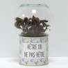 Terrarium déco Hêtre ou ne pas hêtre
