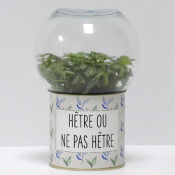 Terrarium déco Hêtre ou ne pas hêtre
