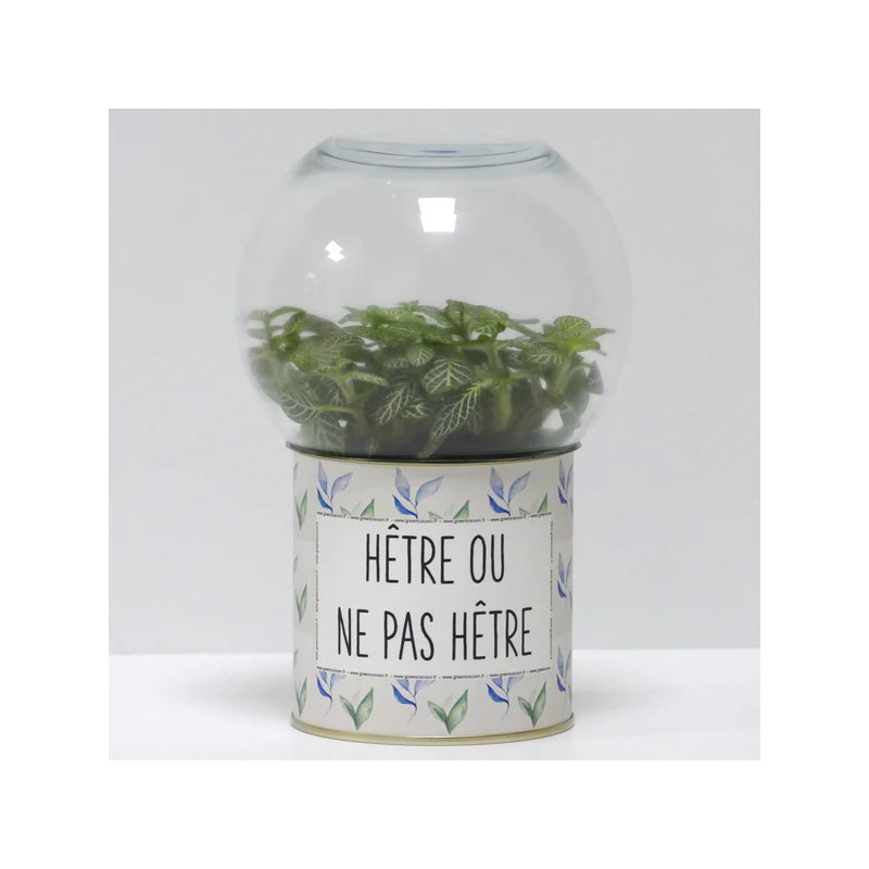 Terrarium déco Hêtre ou ne pas hêtre