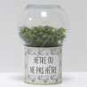 Terrarium déco Hêtre ou ne pas hêtre