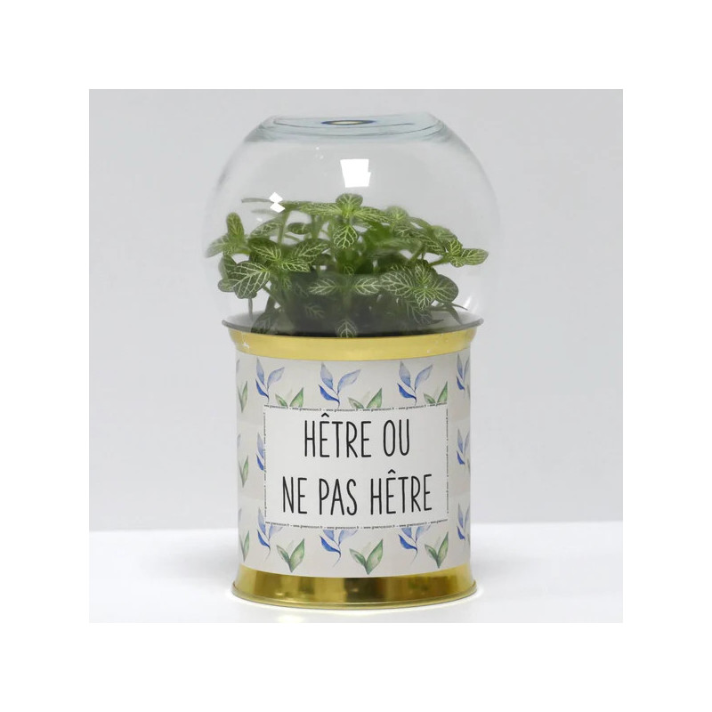 Terrarium déco Hêtre ou ne pas hêtre