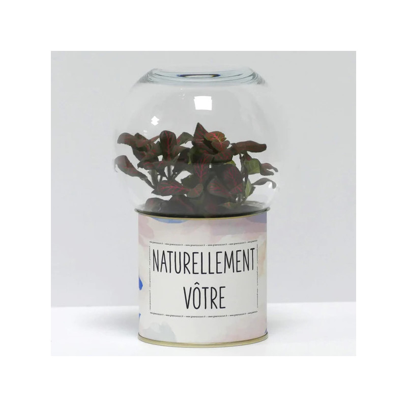 Terrarium déco Naturellement vôtre