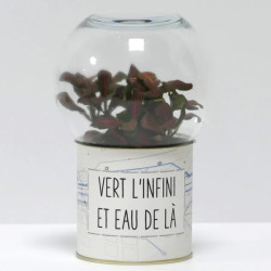 Terrarium déco Vert l'infini et eau de là