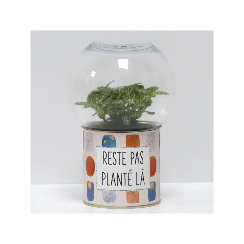 Terrarium déco Reste pas planté là