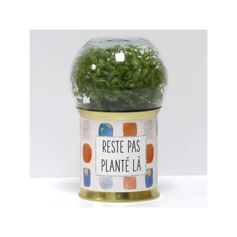 Terrarium déco Reste pas planté là