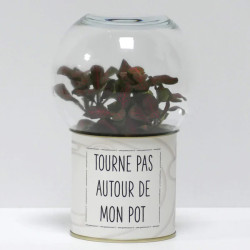 Terrarium déco Tourne pas autour de mon pot