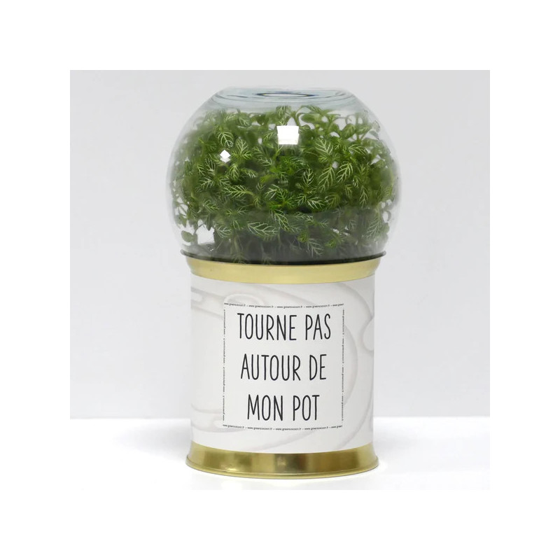 Terrarium déco Tourne pas autour de mon pot