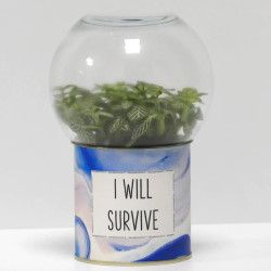 Terrarium déco I will survive