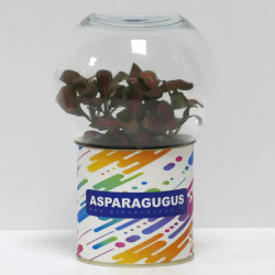 Terrarium déco Asparagugus