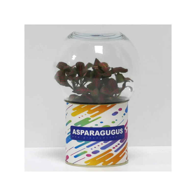 Terrarium déco Asparagugus