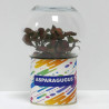 Terrarium déco Asparagugus