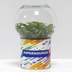 Terrarium déco Asparagugus