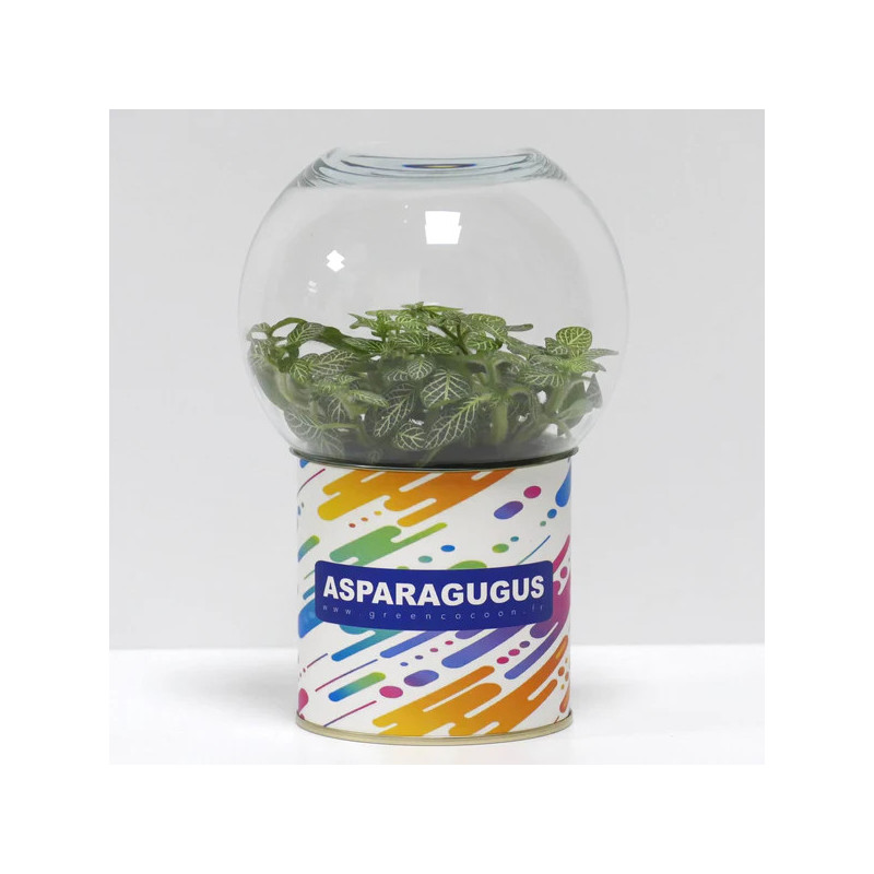 Terrarium déco Asparagugus