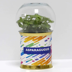 Terrarium déco Asparagugus