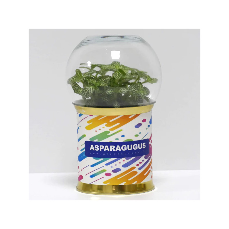 Terrarium déco Asparagugus