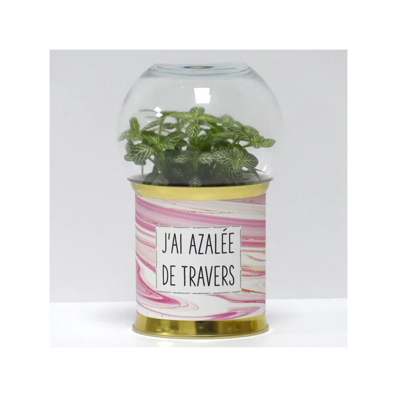 Terrarium déco J'ai azalée de travers