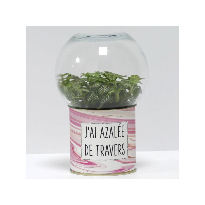 Terrarium déco J'ai azalée de travers