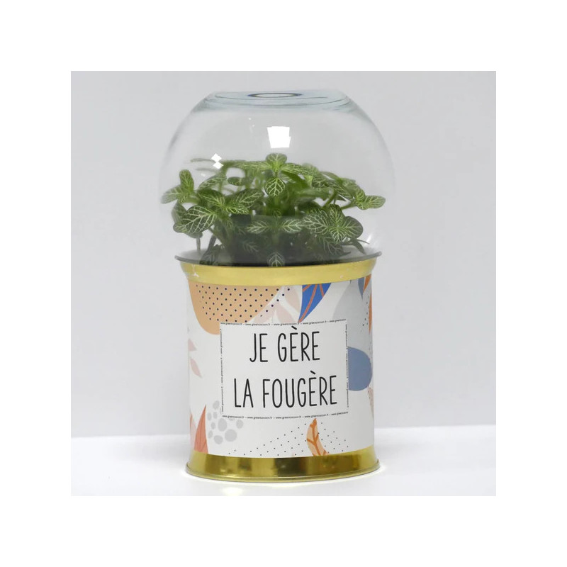 Terrarium déco Je gère la fougère