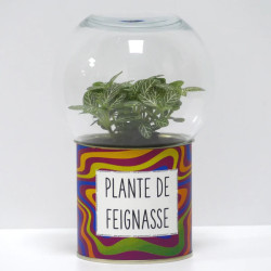 Terrarium déco Plante de feignasse