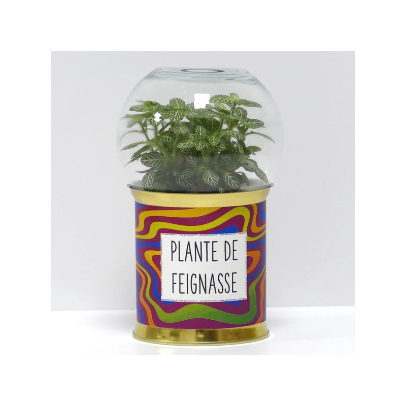 Terrarium déco Plante de feignasse