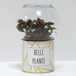 Terrarium déco Belle plante