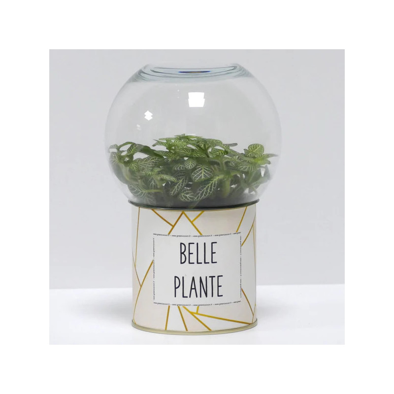 Terrarium déco Belle plante