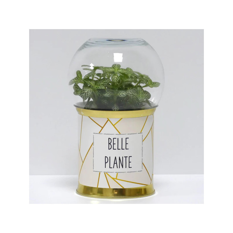 Terrarium déco Belle plante