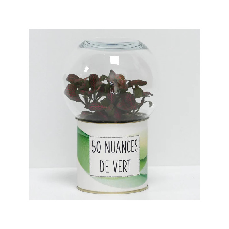 Terrarium déco 50 nuances de vert