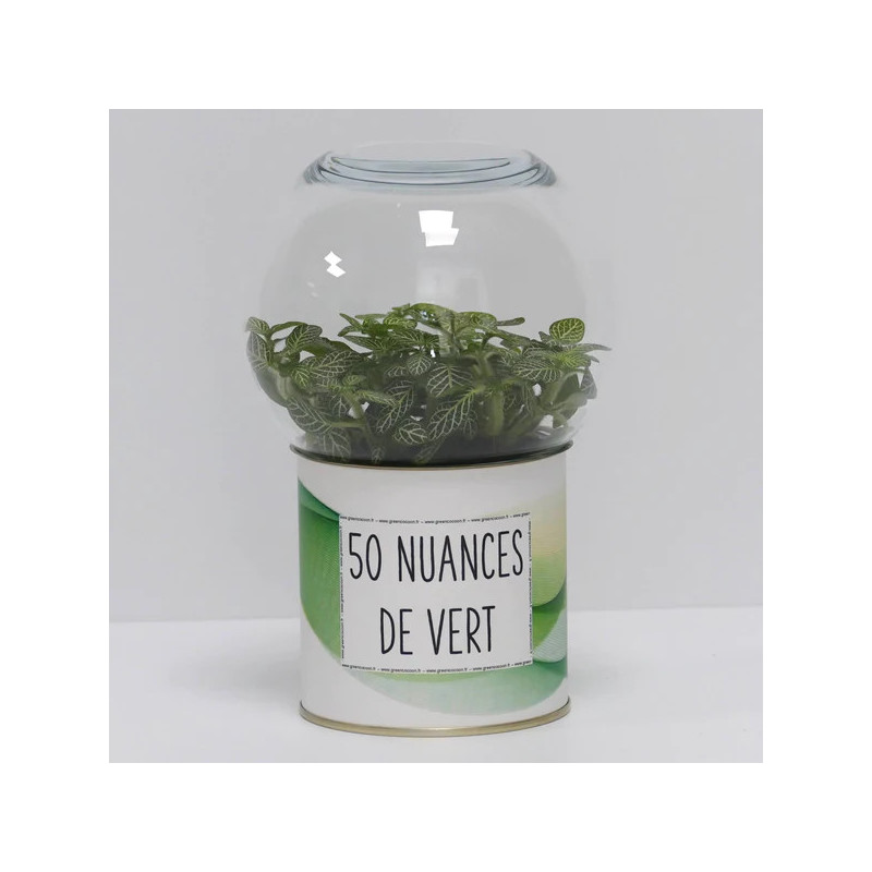 Terrarium déco 50 nuances de vert