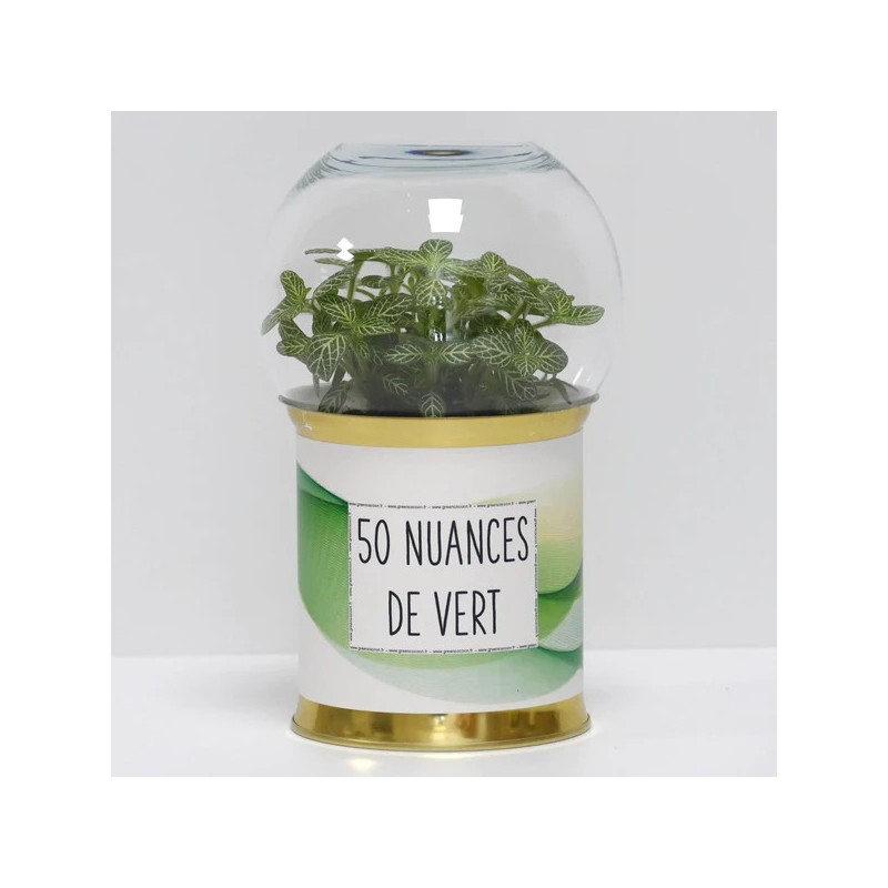 Terrarium déco 50 nuances de vert