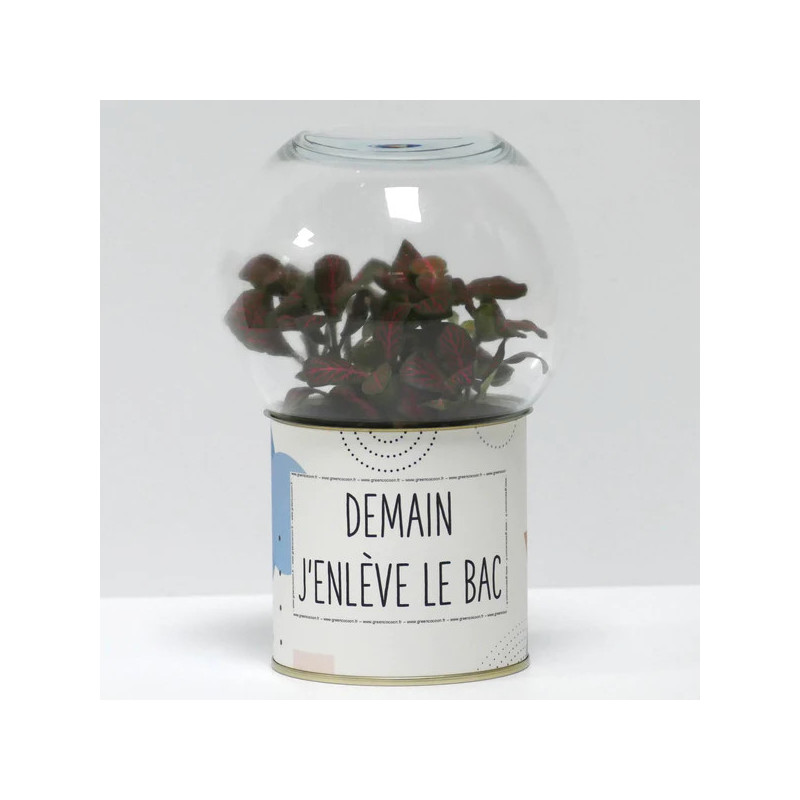 Terrarium déco Demain j'enlève le bac