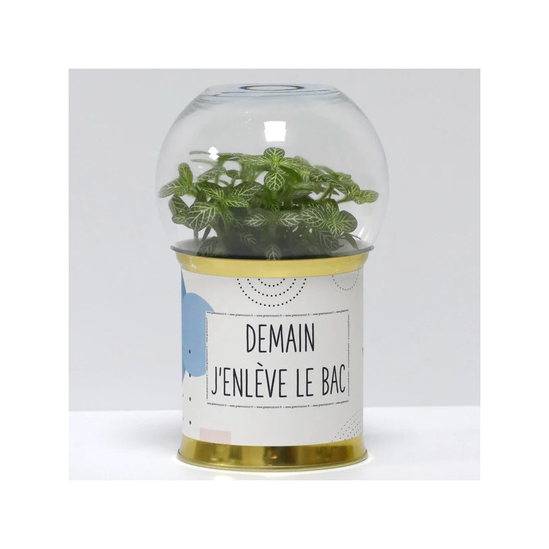 Terrarium déco Demain j'enlève le bac