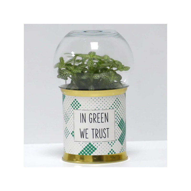 Terrarium déco In green we trust